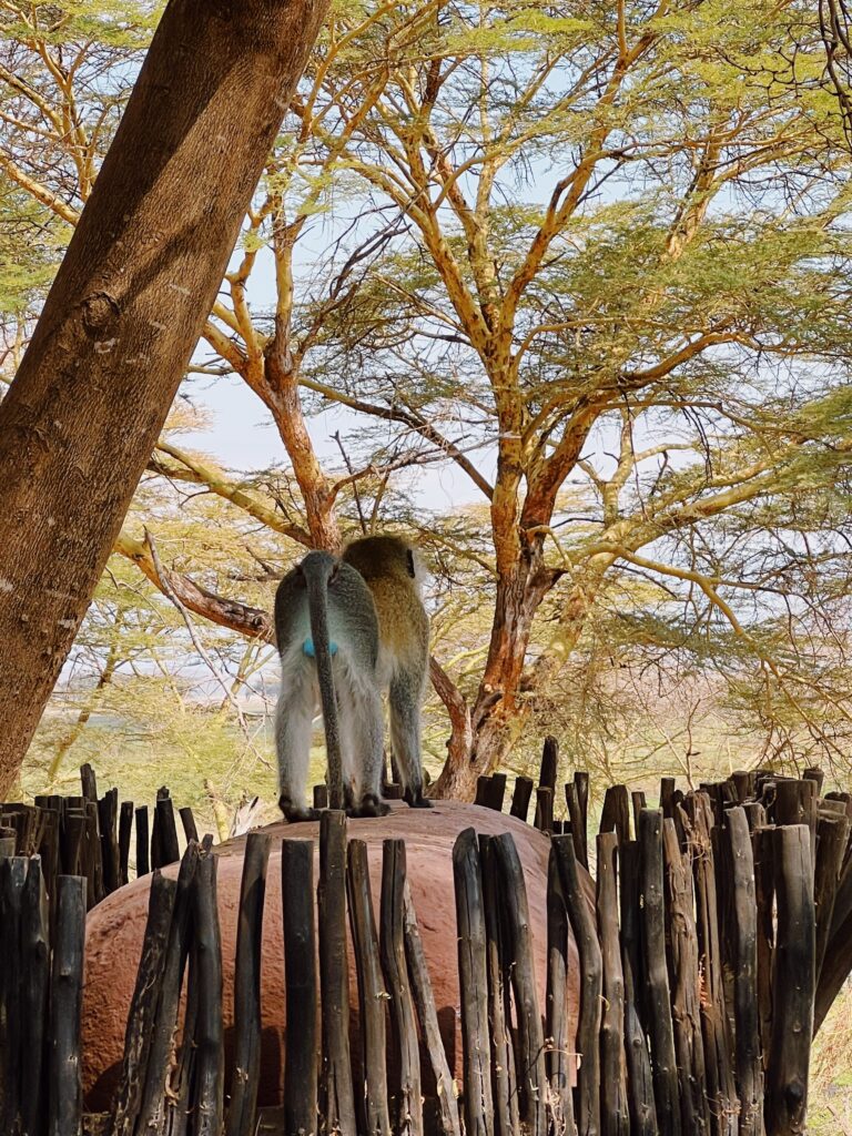 travel bucket list monkey