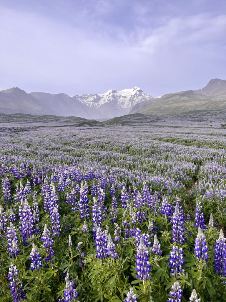 Things to do in Iceland lupine