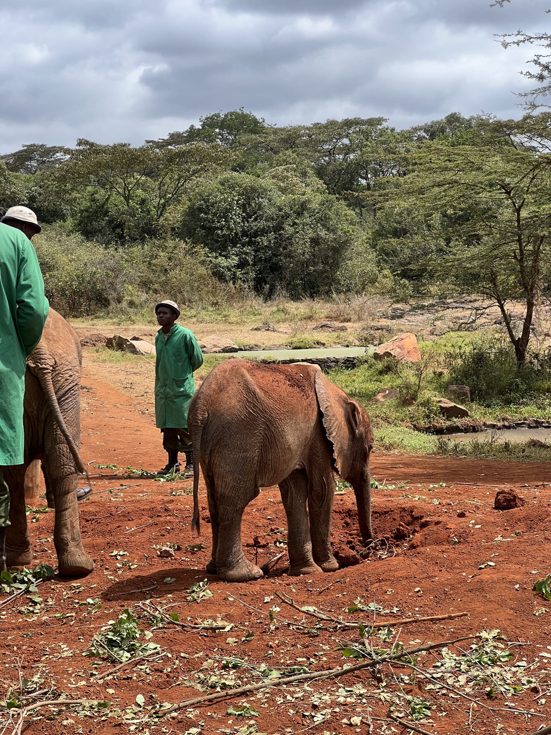 david sheldrick wildlife trust nairobi