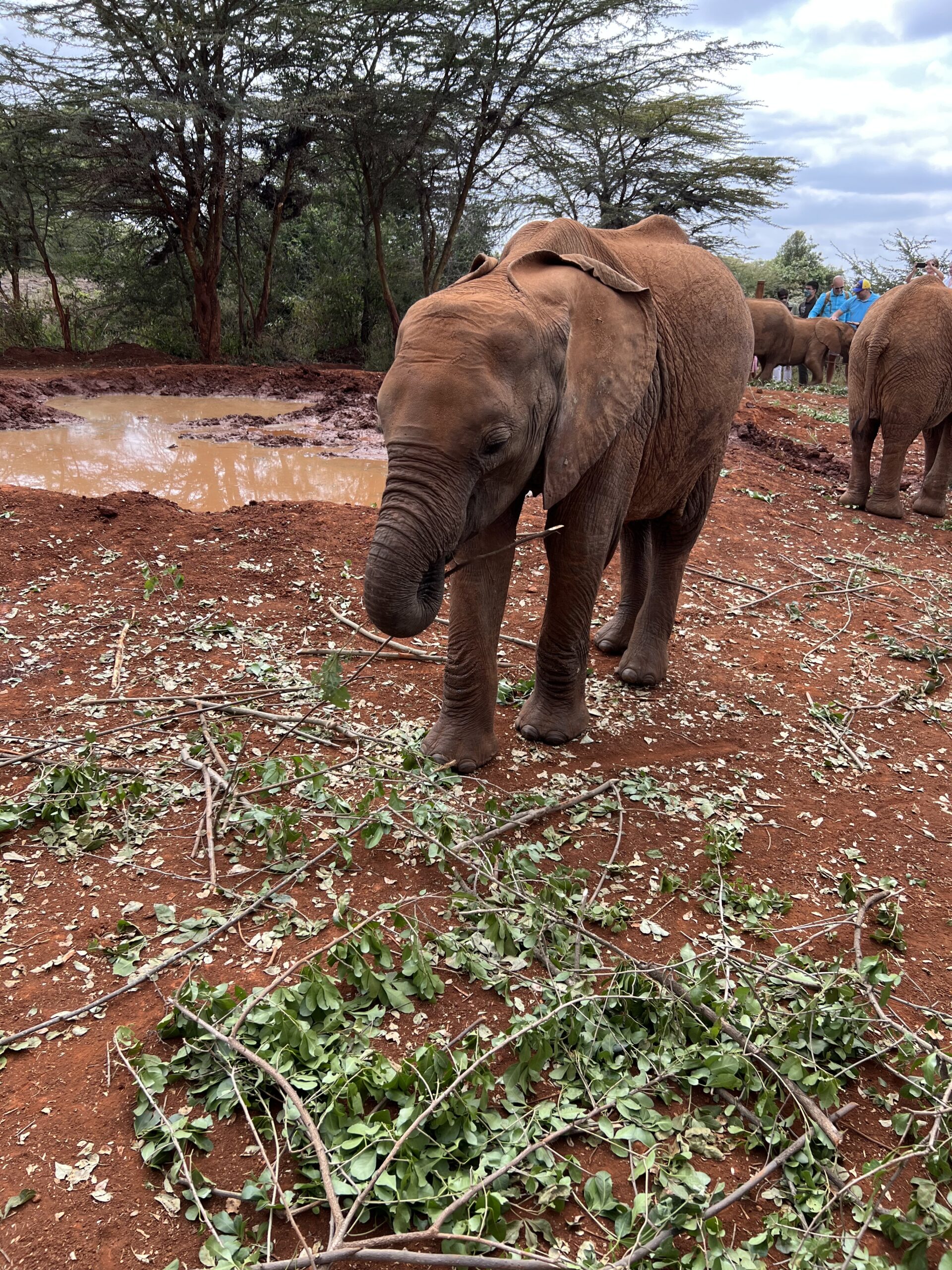 david sheldrick wildlife trust