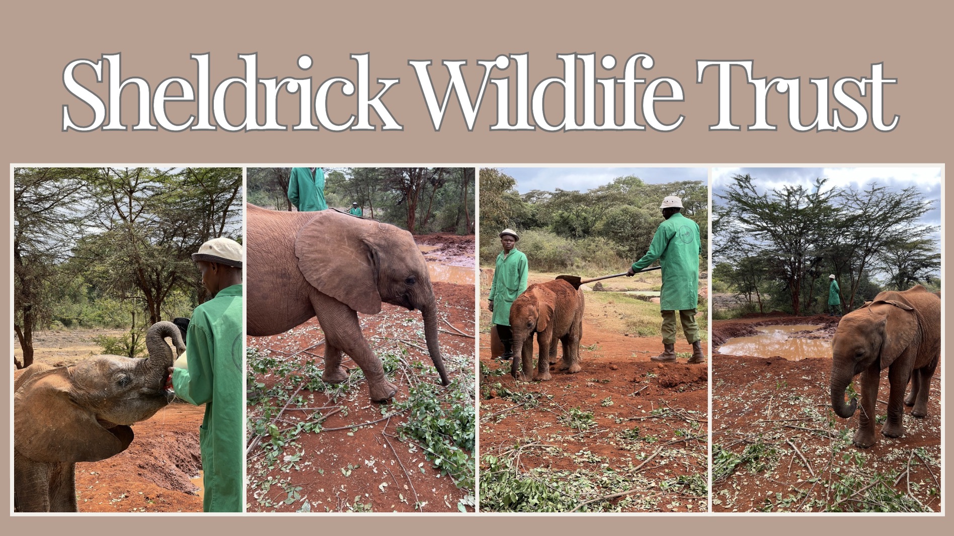 sheldrick wildlife trust