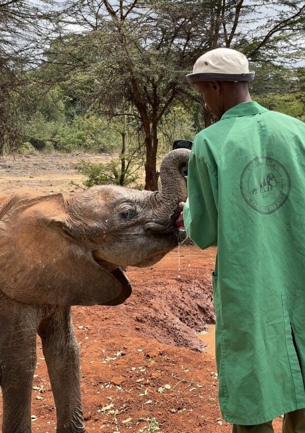 sheldrick wildlife trust nairobi