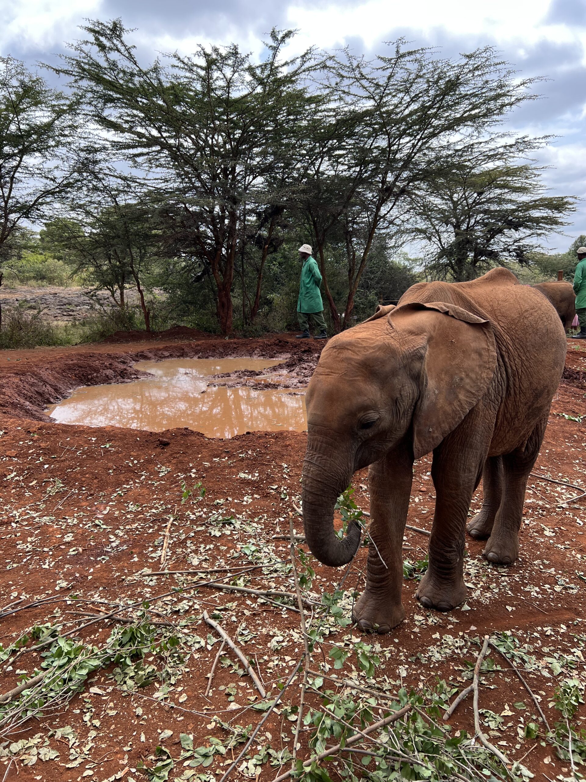 sheldrick wildlife trust usa