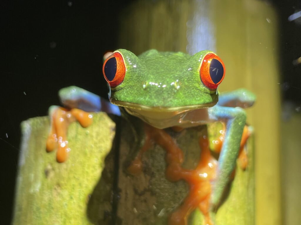 things to do in costa rica adventure