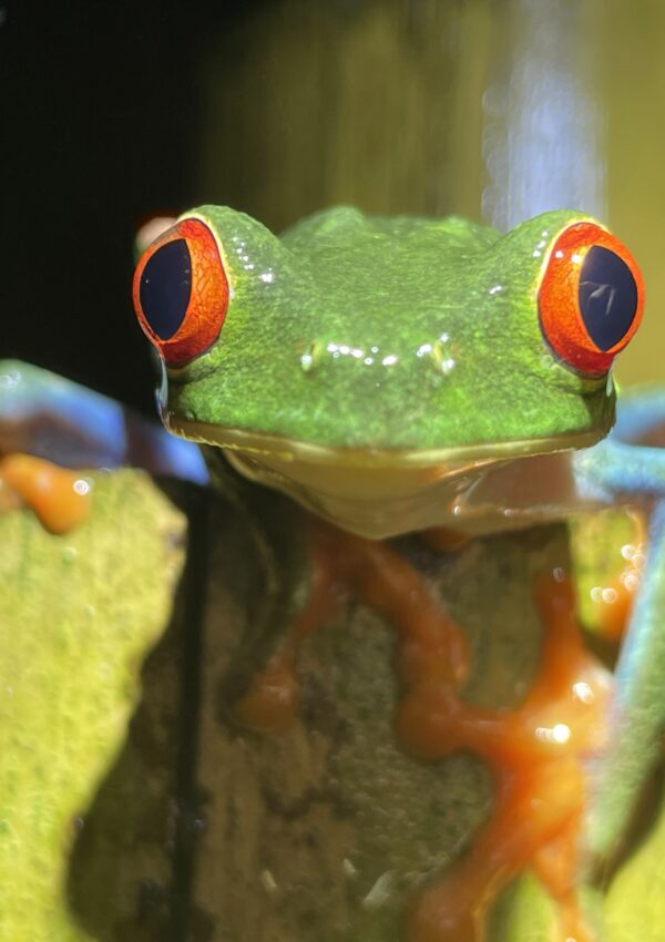 things to do in costa rica adventure