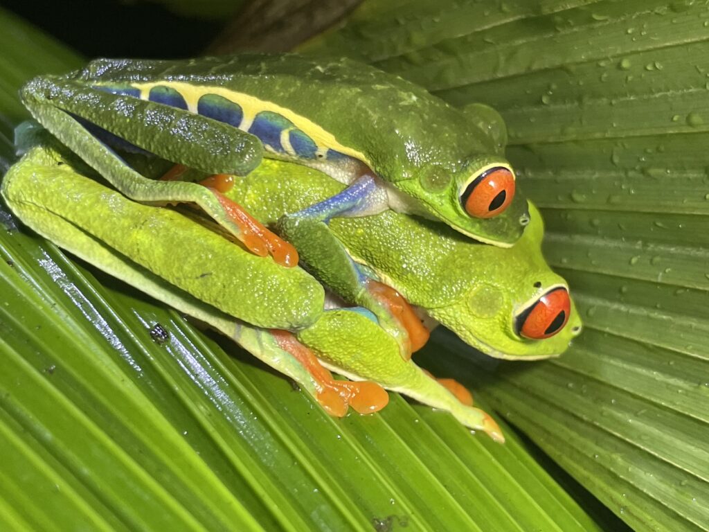 things to do in costa rica frogs