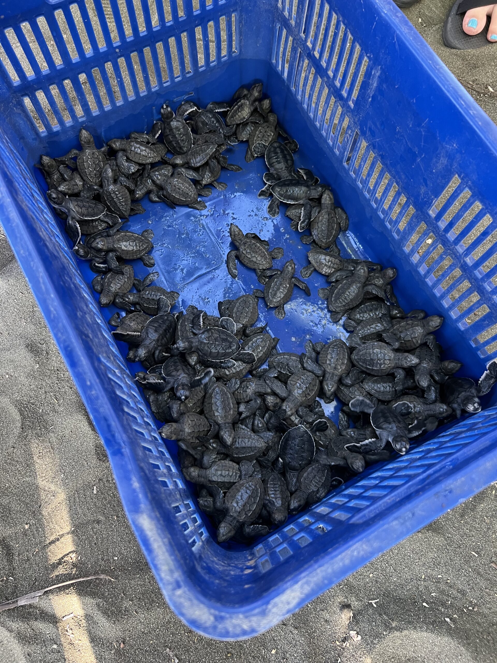 things to do in costa rica quepos