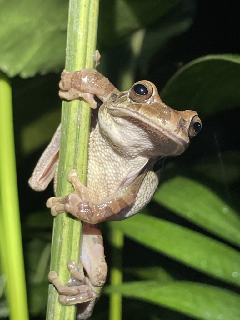 things to do in costa rica san jose