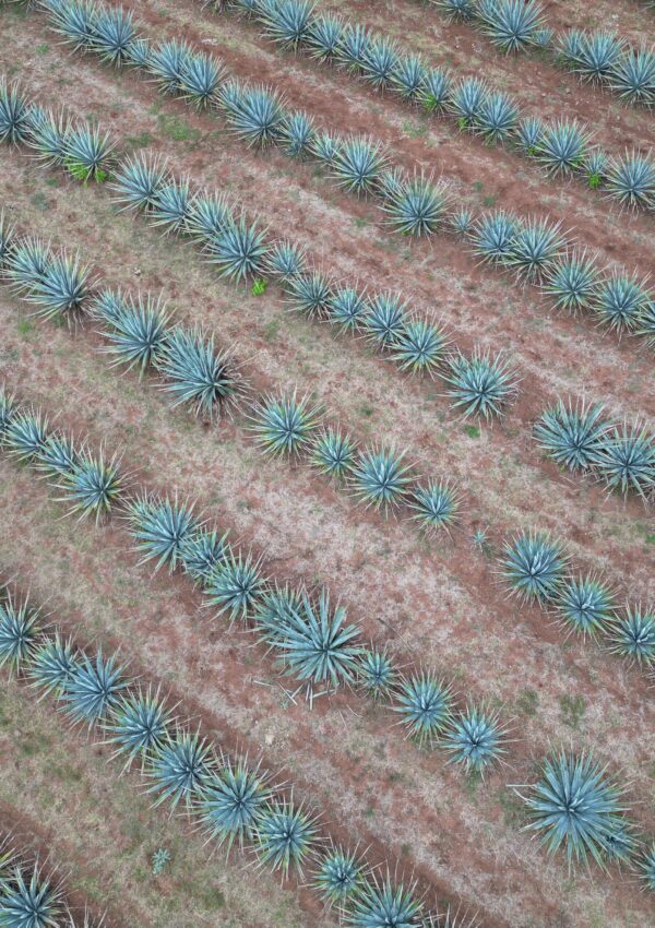 Your Guide to a Fantastic Day Trip to Tequila, Mexico