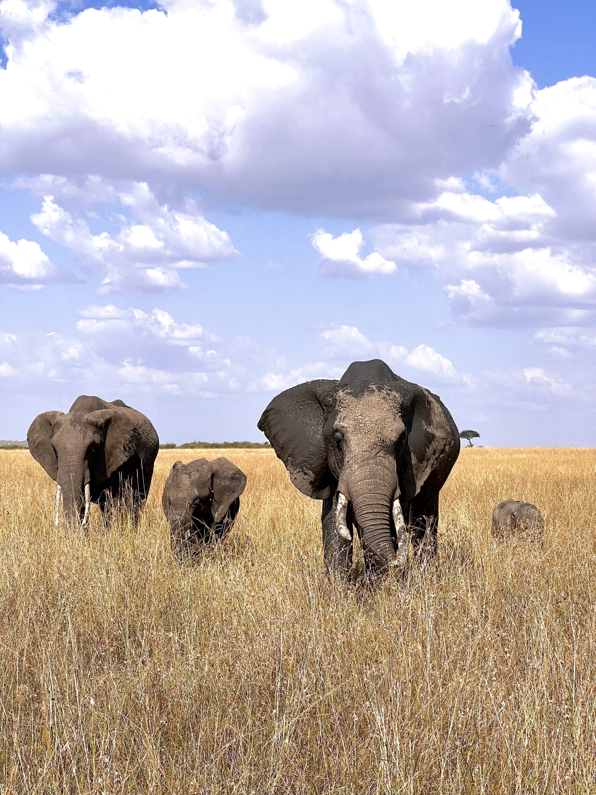 safari packing list